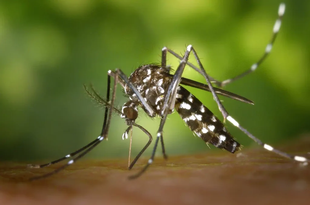 Dengue vs. Malaria